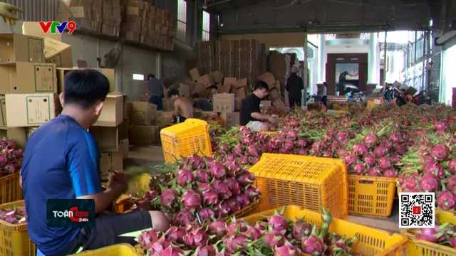 Lỗ hổng kiểm soát chất lượng thanh long xuất khẩu?