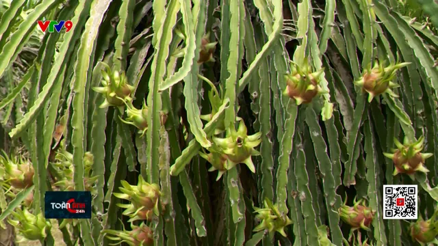 Quản lý sản xuất thanh long sạch