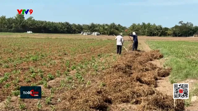 Nông dân biên giới thu hoạch rau muống lấy hạt