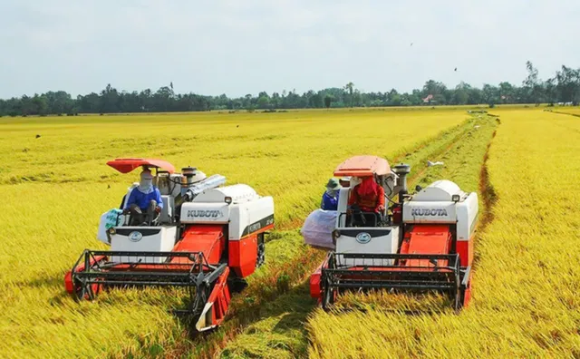 Người nông dân với khát khao 'nâng tầm' lúa gạo