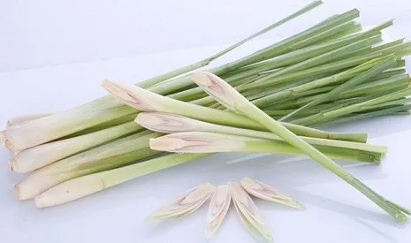 Cây xả với những lợi ích bất ngờ cho sức khoẻ