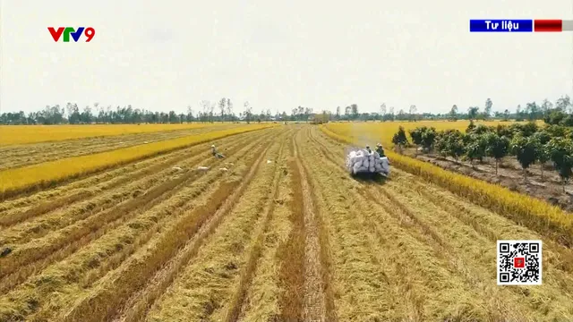 Thủ tướng chỉ đạo tăng mua lúa gạo tạm trữ, thanh kiểm tra để ngăn ép giá, trục lợi