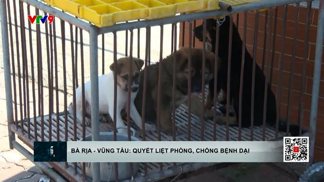 Bà Rịa - Vũng Tàu quyết liệt các biện pháp phòng chống bệnh dại