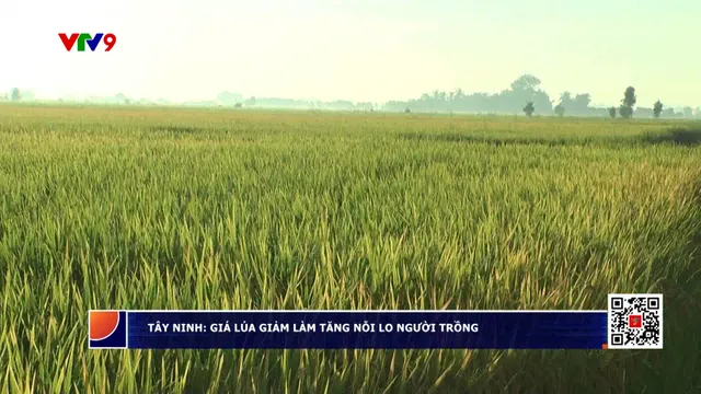 Tây Ninh: Giá lúa giảm làm tăng nỗi lo người trồng