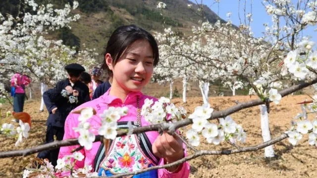 Ha Giang: Two flower festivals to take place Ha Giang  - Ảnh 1.
