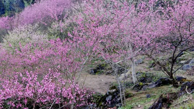 Ha Giang: Two flower festivals to take place Ha Giang  - Ảnh 2.