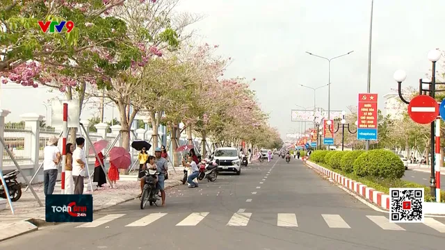 Rực rỡ đường hoa kèn hồng