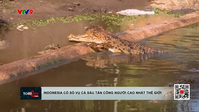 Indonesia: Số vụ cá sấu tấn công người cao hàng đầu thế giới