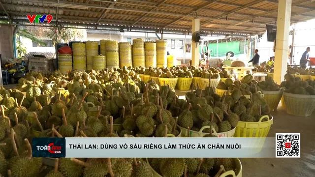 Thái Lan: Dùng vỏ sầu riêng làm thức ăn chăn nuôi