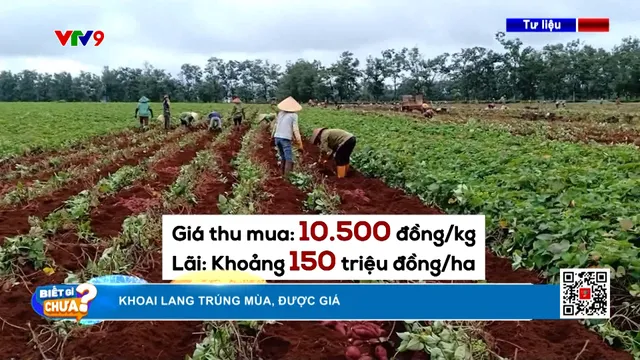 Khoai lang trúng mùa, được giá