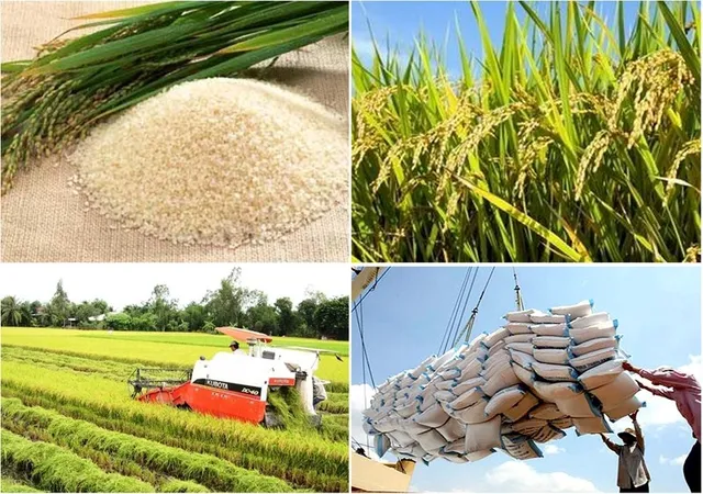 Gạo Việt Nam thu hút sự quan tâm của người tiêu dùng Nhật Bản