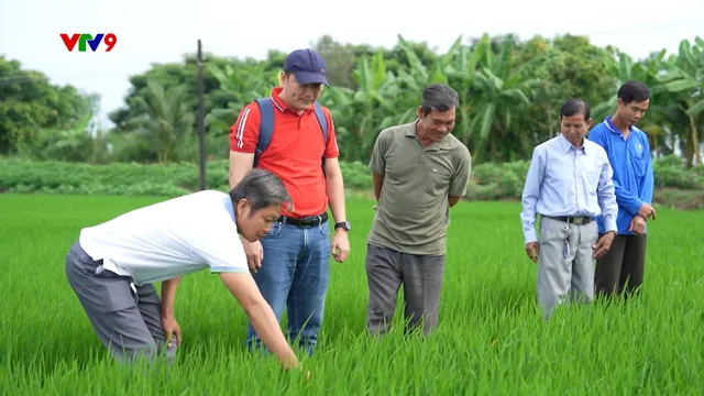 Canh tác thông minh - Số 11/2025: Canh tác lúa giảm phát thải - Hiệu quả và nhân rộng