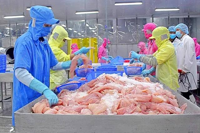 Cá tra Việt Nam 2025: Tăng tốc xuất khẩu trong vùng xoáy cạnh tranh mới