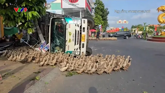 Người dân giúp thu gom 4.000 con vịt trên xe tải bị lật
