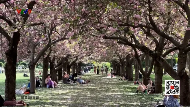 Mùa xuân sang, hoa anh đào nở rộ tại New York