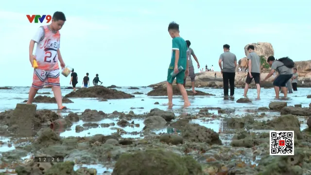 Tránh nguy hại rạn san hô trong mùa du lịch cao điểm