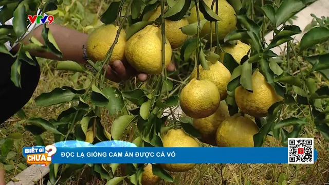 Độc lạ giống cam nặng cả ký, ăn được cả vỏ
