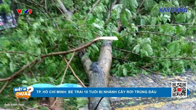 TP. Hồ Chí Minh: Bé trai 10 tuổi bị nhánh cây rơi trúng đầu nguy kịch