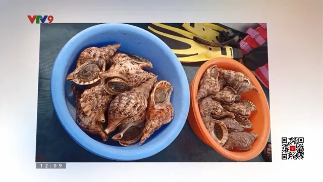 Phát hiện nhiều ốc tù và quý hiếm trong nhà hàng ở vịnh Nha Trang