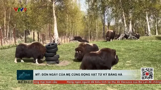 Mỹ: Đón Ngày của Mẹ cùng động vật từ Kỷ băng hà