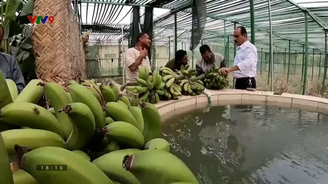 Anh phát triển chuối không bị thâm sau khi bóc vỏ