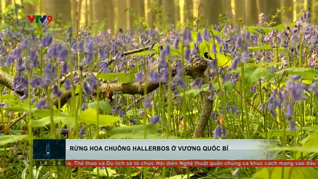 Rừng hoa chuông Hallerbos ở Vương quốc Bỉ