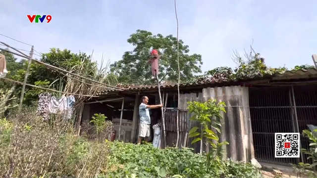 Khỉ liên tục cắn phá hoa màu