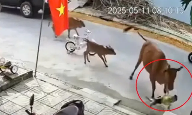 Sự cố bò thả rông húc ngã bé gái gây xôn xao tại Đà Nẵng