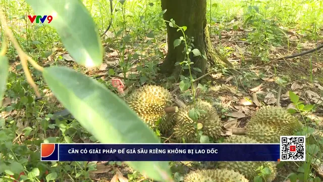 Cần có giải pháp để giá sầu riêng không bị lao dốc