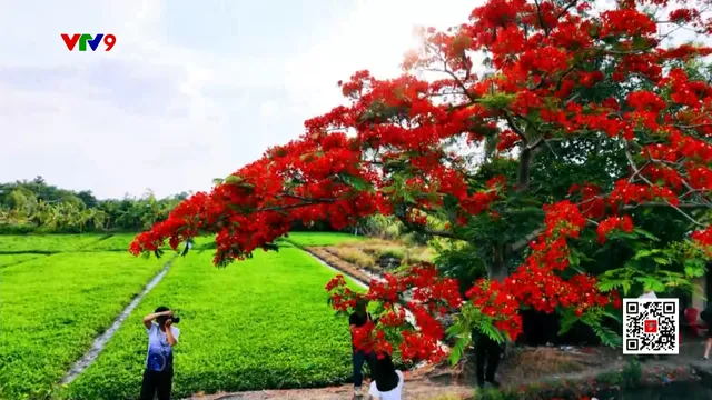 Khám phá cây phượng giữa đồng ở TP. Hồ Chí Minh