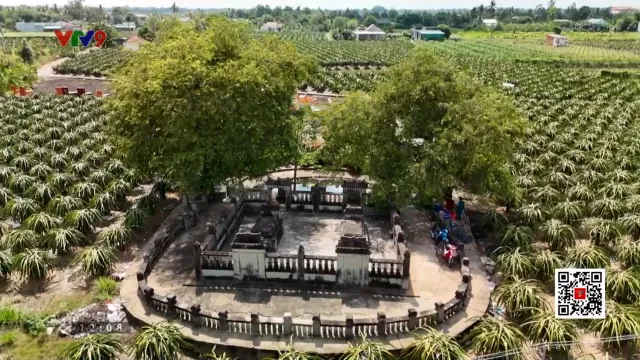 Long An: Có thêm 3 cây cổ thụ được công nhận cây di sản