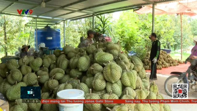 Sầu riêng rớt giá - bài học từ chất cấm