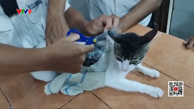 Costa Rica: Mèo "buôn lậu" ma túy trong tù