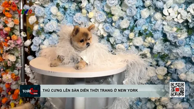 Sự kiện Gala thú cưng ở New York, Mỹ