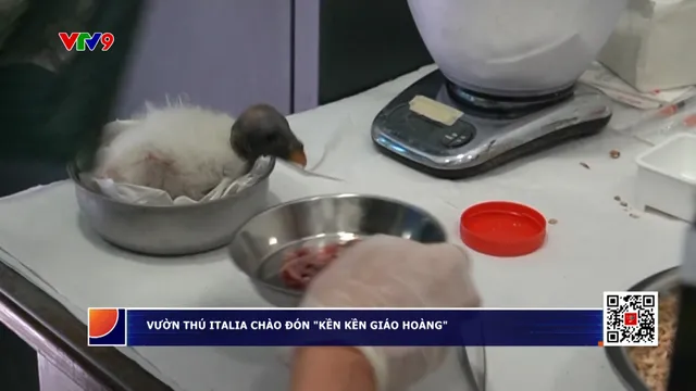 Vườn thú Italia chào đón "Kền kền giáo hoàng"