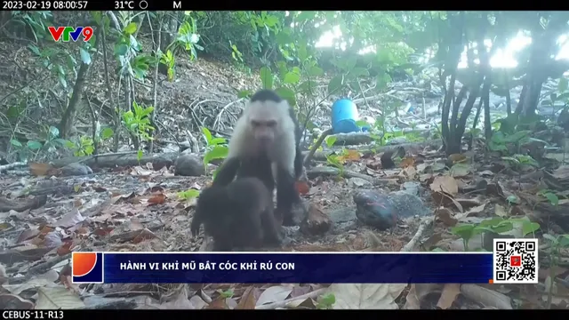 Hành vi khỉ mũ bắt cóc khỉ rú con