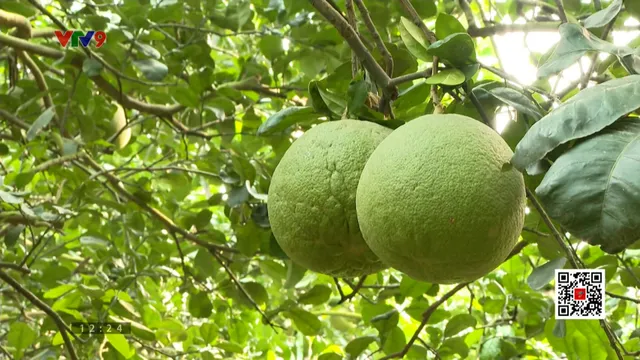 Sản xuất hữu cơ để đối phó với giảm giá