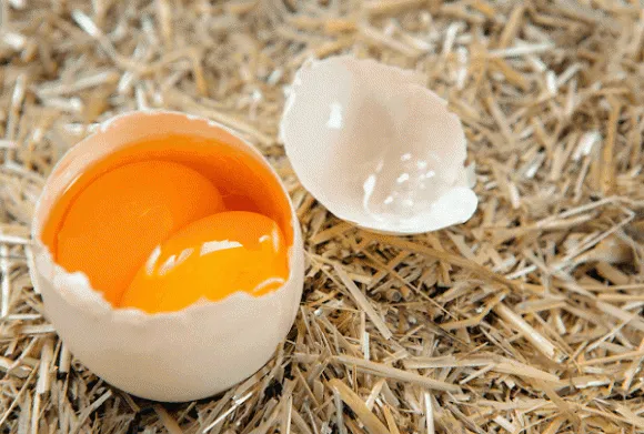 Thực hư thông tin về các loại trứng gà 2 lòng đỏ, vỏ nhiều màu sắc