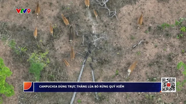 Campuchia dùng trực thăng lùa bò rừng quý hiếm
