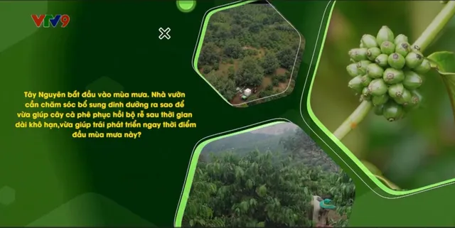 Canh tác thông minh - Số 21/2025: Chăm sóc cà phê thông minh giai đoạn đầu mùa mưa tại Lâm Đồng