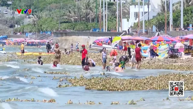 Lục bình ngập tràn bãi biển Vũng Tàu