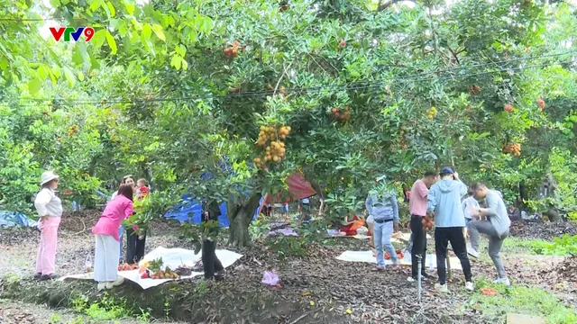 Ấn tượng phương Nam: Vườn cây giữa phố