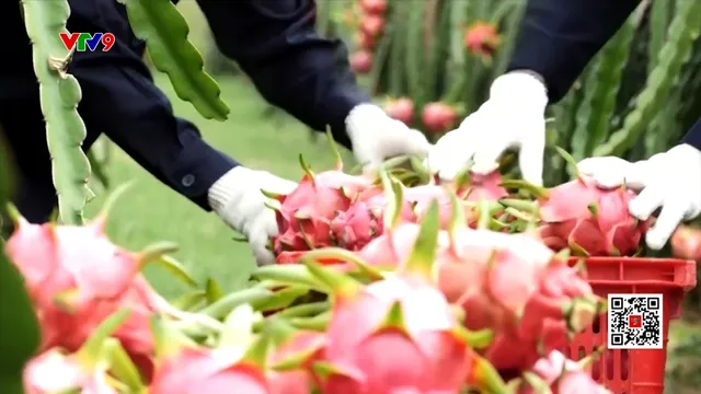 Thách thức cho nông sản khi tuân thủ chuẩn Châu Âu
