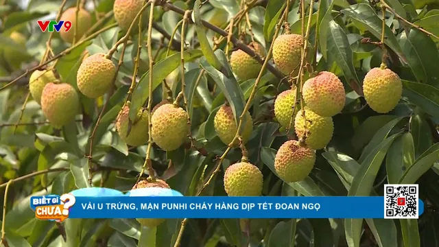 Thời sự: Biết gì chưa (31/5/2025)
