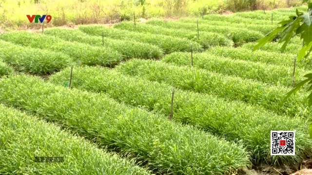 Rau màu phục vụ mùng 5/5 Đoan Ngọ tăng giảm trái chiều