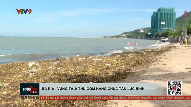 TP Vũng Tàu: Thu gom hàng chục tấm lục bình