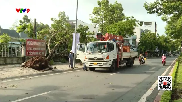 Bà Rịa - Vũng Tàu: Mưa lớn, hàng loạt cây xanh ngã đổ