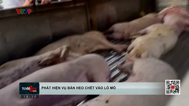 Phát hiện vụ bán heo chết vào lò mổ