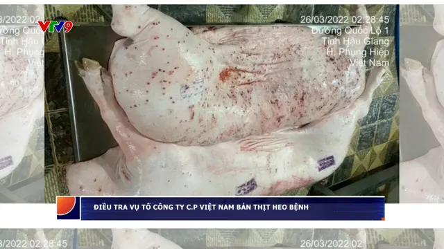 Điều tra vụ tố công ty C.P Việt Nam bán thịt heo bệnh