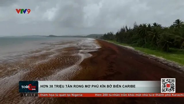 Rong biển kỷ lục khắp bờ biển vùng Caribe